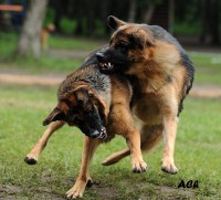 /album/ljeto-2012/a0-66015-9422b0b1-orig-jpg/