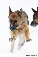 /album/fotogalljerjeja/img-8988p-jpg/