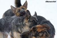 /album/fotogalljerjeja/img-9141p-jpg/