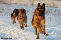 /album/fotogalljerjeja/img-9347p-jpg/