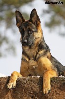 /album/fotogalljerjeja/img-0646p-jpg/