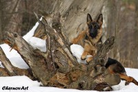 /album/fotogalljerjeja/img-0777p-jpg/