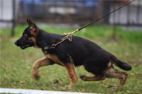 /album/ljutsifjera-na-vystavkakh/a6f3fc8e97d3e-jpg/