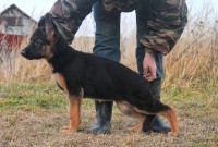 /album/ljutsifjera-na-vystavkakh/a39c43a7a3686-jpg/