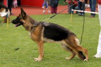 /album/ljutsifjera-na-vystavkakh/a3882cd41e391d194760a89e480f9a069-jpg/