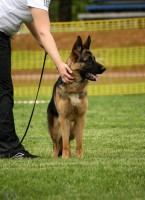 /album/ljutsifjera-na-vystavkakh/a3a1c50b2f696c00428020efd4e8977d3-jpg/