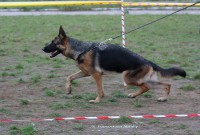 /album/ljutsifjera-na-vystavkakh/a5c2da3b849b7-jpg/