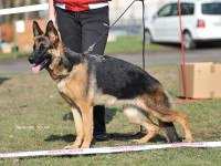 /album/ljutsifjera-na-vystavkakh/a2602338-jpg/