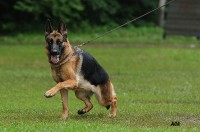 /album/ljutsifjera-na-vystavkakh/a0-6600c-d70956c1-orig-jpg/