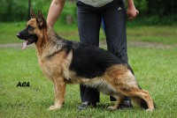 /album/ljutsifjera-na-vystavkakh/a0-66010-35c26eea-orig-jpg/