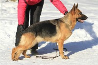 /album/ljutsifjera-na-vystavkakh/a0-538a9-b1100745-xxlp-jpg/