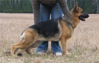 /album/ljutsifjera-na-vystavkakh/ljoljechka-jpg1/